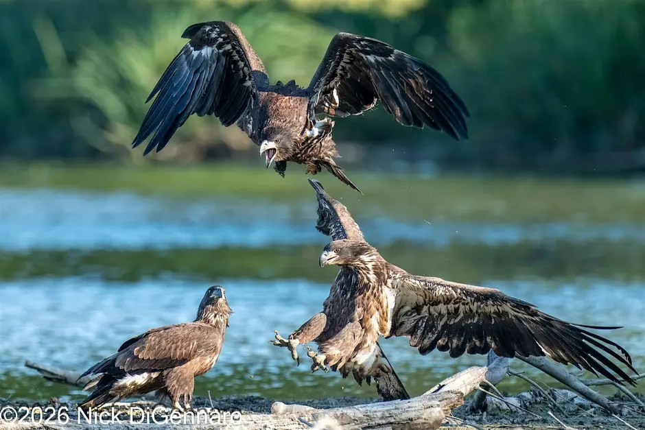 White Rock Eagle Fest